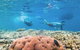 Great Barrier Reef Day Cruise To Reefworld - thumb 23