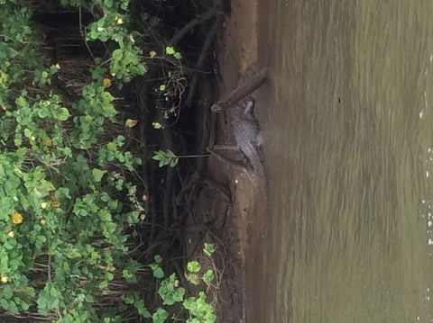 Cape Tribulation, Mossman Gorge, And Daintree Rainforest Day Trip From Cairns Or Port Douglas - New South Wales Tourism  5