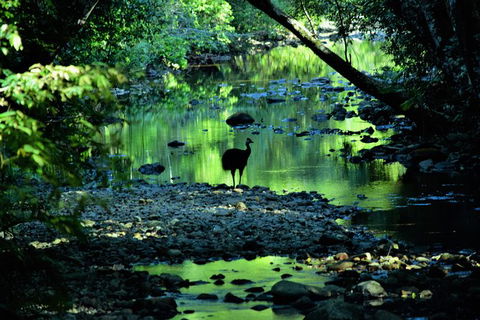 Daintree - Cape Tribulation & Atherton Tablelands Tours From Port Douglas - New South Wales Tourism  1