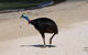 Daintree - Cape Tribulation & Atherton Tablelands Tours From Port Douglas - thumb 17
