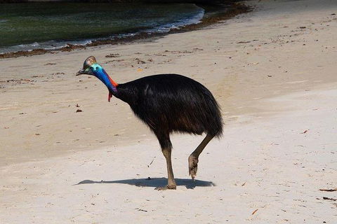 Daintree - Cape Tribulation & Atherton Tablelands Tours From Port Douglas - New South Wales Tourism  17