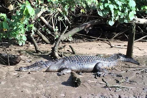 Daintree - Cape Tribulation & Atherton Tablelands Tours From Port Douglas - New South Wales Tourism  24