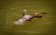 Daintree - Cape Tribulation & Atherton Tablelands Tours From Port Douglas - thumb 27
