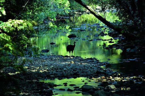 Daintree - Cape Tribulation & Atherton Tablelands Tours From Port Douglas - New South Wales Tourism  26