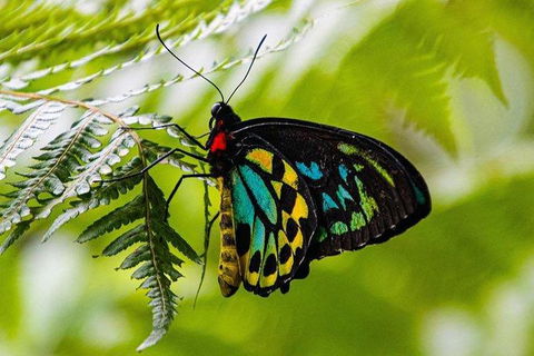 Daintree - Cape Tribulation & Atherton Tablelands Tours From Port Douglas - New South Wales Tourism  19