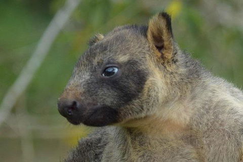 Daintree - Cape Tribulation & Atherton Tablelands Tours From Port Douglas - New South Wales Tourism  8