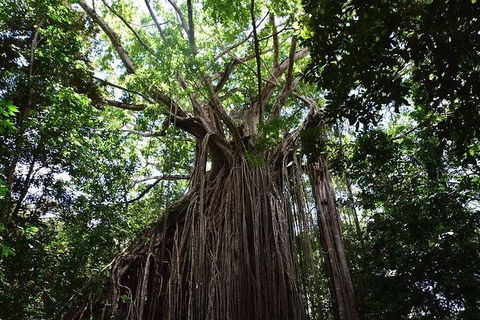 Daintree - Cape Tribulation & Atherton Tablelands Tours From Port Douglas - New South Wales Tourism  20