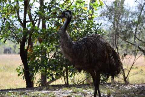 Daintree - Cape Tribulation & Atherton Tablelands Tours From Port Douglas - New South Wales Tourism  29