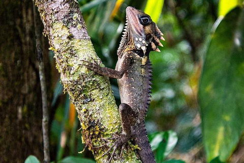 Daintree - Cape Tribulation & Atherton Tablelands Tours From Port Douglas - New South Wales Tourism  7