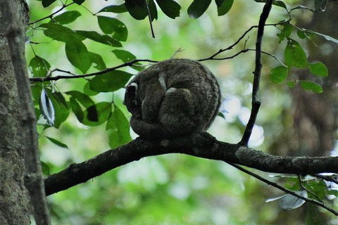 Daintree - Cape Tribulation & Atherton Tablelands Tours From Port Douglas - New South Wales Tourism  11