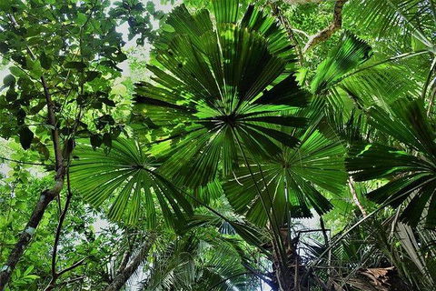 Daintree - Cape Tribulation & Atherton Tablelands Tours From Port Douglas - New South Wales Tourism  22