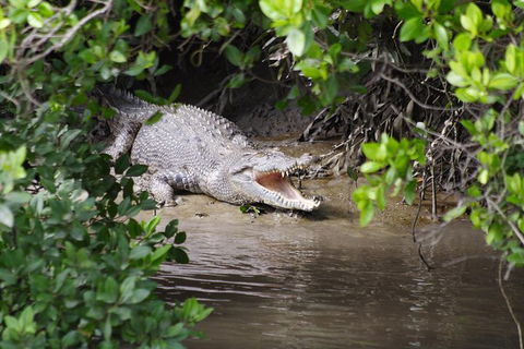 Whitsunday Crocodile Safari Including Lunch - New South Wales Tourism  0