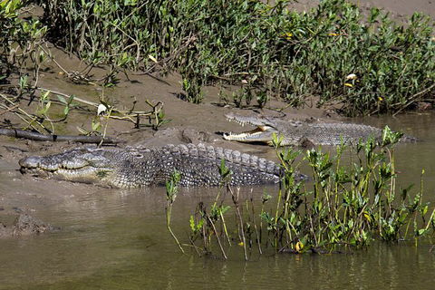 Whitsunday Crocodile Safari Including Lunch - New South Wales Tourism  8