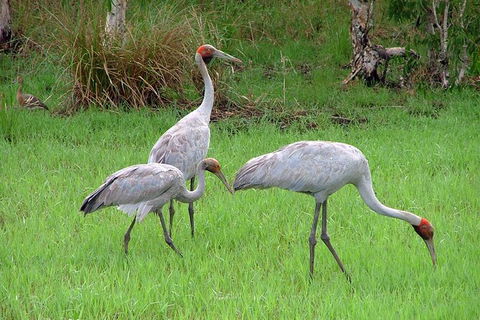 Whitsunday Crocodile Safari Including Lunch - New South Wales Tourism  9