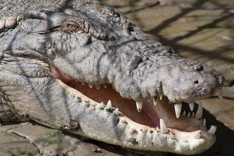 Whitsunday Crocodile Safari Including Lunch - New South Wales Tourism  11