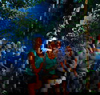 Daintree Rainforest Night Walk from Cape Tribulation - New South Wales Tourism 