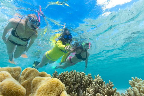 Ocean Safari Great Barrier Reef Experience In Cape Tribulation - New South Wales Tourism  4