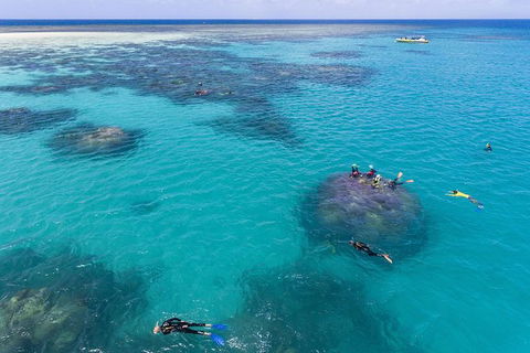 Ocean Safari Great Barrier Reef Experience In Cape Tribulation - New South Wales Tourism  12