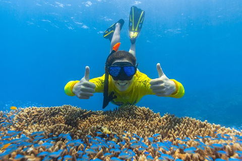 Ocean Safari Great Barrier Reef Experience In Cape Tribulation - New South Wales Tourism  5