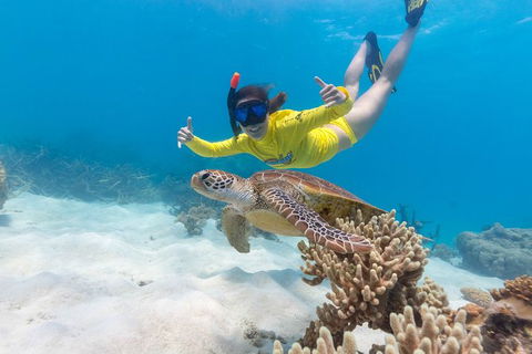 Ocean Safari Great Barrier Reef Experience In Cape Tribulation - New South Wales Tourism  13