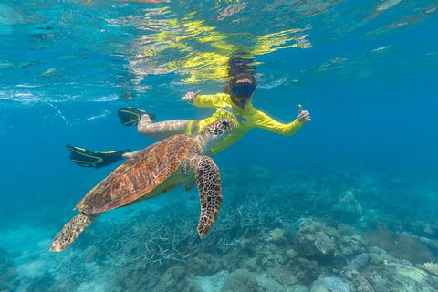 Ocean Safari Great Barrier Reef Experience In Cape Tribulation - New South Wales Tourism  14