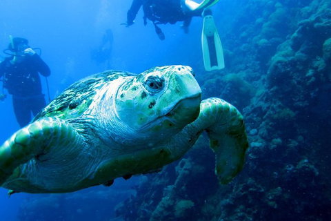 Scuba Dive The S.S. Yongala Wreck On The Great Barrier Reef. - New South Wales Tourism  0