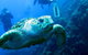 Scuba Dive The S.S. Yongala Wreck On The Great Barrier Reef. - thumb 4
