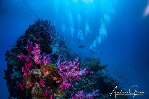 Scuba Dive The S.S. Yongala Wreck On The Great Barrier Reef. - New South Wales Tourism  2