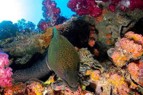 Scuba Dive The S.S. Yongala Wreck On The Great Barrier Reef. - New South Wales Tourism  6