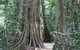 Noosa And Sunshine Coast Hinterland Day Trip From Brisbane - thumb 8