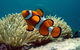 Cairns Reef And Rainforest Combo: Daintree Rainforest And The Great Barrier Reef - thumb 1
