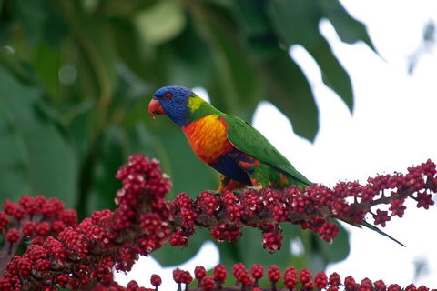 Cairns Reef And Rainforest Combo: Daintree Rainforest And The Great Barrier Reef - New South Wales Tourism  4