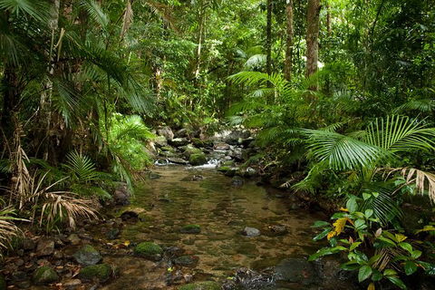 Cairns Reef And Rainforest Combo: Daintree Rainforest And The Great Barrier Reef - New South Wales Tourism  7