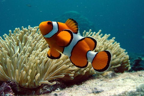 Cairns Reef And Rainforest Combo: Daintree Rainforest And The Great Barrier Reef - New South Wales Tourism  8