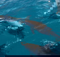 Fraser Island  Dolphin Sailing Adventure - New South Wales Tourism 