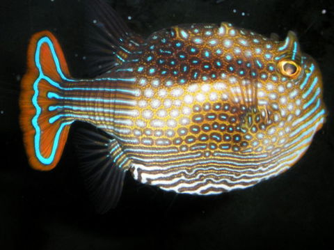 Quicksilver Outer Great Barrier Reef Snorkel Cruise From Port Douglas - New South Wales Tourism  3