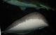 Quicksilver Outer Great Barrier Reef Snorkel Cruise From Port Douglas - thumb 4