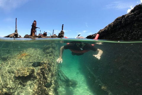 Eco Marine Safari - Boom Netting & Snorkeling Moreton Island - Fortitude Valley - New South Wales Tourism  12
