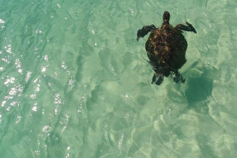 Eco Marine Safari - Boom Netting & Snorkeling Moreton Island - Fortitude Valley - New South Wales Tourism  5