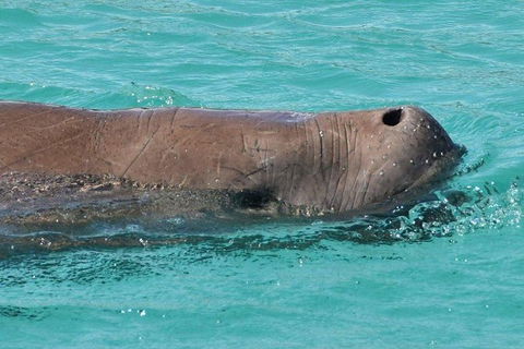 Eco Marine Safari - Boom Netting & Snorkeling Moreton Island - Fortitude Valley - New South Wales Tourism  7