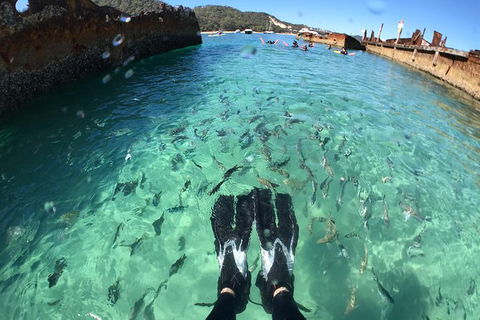 Eco Marine Safari - Boom Netting & Snorkeling Moreton Island - Fortitude Valley - New South Wales Tourism  6