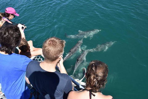Eco Marine Safari - Boom Netting & Snorkeling Moreton Island - Fortitude Valley - New South Wales Tourism  4