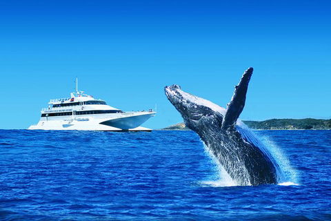 Tangalooma Island Resort Dolphin Viewing Day Cruise With Whale Watching - New South Wales Tourism  0