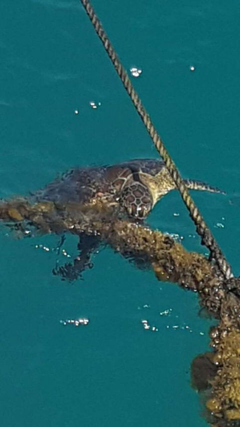 Wavedancer Low Isles Great Barrier Reef Sailing Cruise From Port Douglas - New South Wales Tourism  5