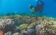 Wavedancer Low Isles Great Barrier Reef Sailing Cruise From Port Douglas - thumb 14