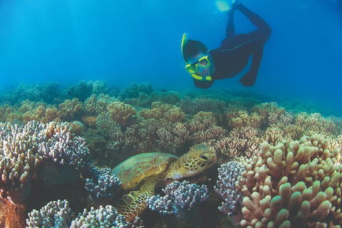 Wavedancer Low Isles Great Barrier Reef Sailing Cruise From Port Douglas - New South Wales Tourism  14
