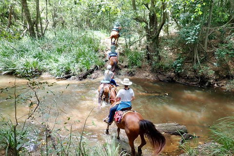 Country Day Ride From Mt Goomboorian With Rainbow Beach Horse Rides - New South Wales Tourism  1