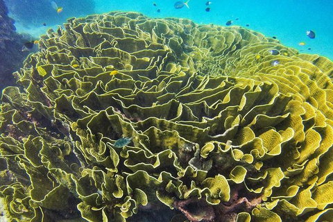 Great Barrier Reef Dive And Snorkel Cruise From Mission Beach - New South Wales Tourism  5