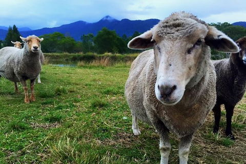 2hr Animal Tour - New South Wales Tourism  1