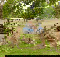 Small-Group Wildlife and Rainforest Tour from Port Douglas - New South Wales Tourism 